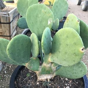 Spineless cactus pads optunia succulent tortoise